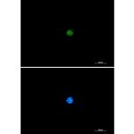 PIN1 Recombinant Rabbit Monoclonal Antibody (K01_1W78)