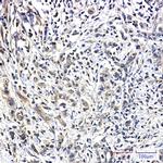 PIN1 Antibody in Immunohistochemistry (Paraffin) (IHC (P))