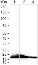 PIN1 Antibody in Western Blot (WB)