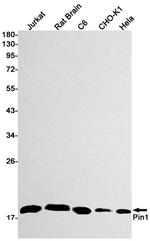 PIN1 Antibody in Western Blot (WB)