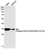 Phospho-CDK1/CDK2/CDK3 (Thr14) Recombinant Rabbit Monoclonal Antibody (K01_1P36)