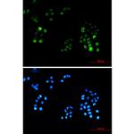 Phospho-PRC1 (Thr481) Antibody in Immunocytochemistry (ICC/IF)