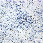 Phospho-PRC1 (Thr481) Antibody in Immunohistochemistry (Paraffin) (IHC (P))