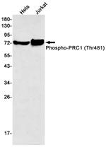 Phospho-PRC1 (Thr481) Antibody in Western Blot (WB)