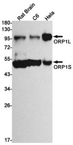 ORP1 Antibody in Western Blot (WB)