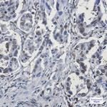 RBMX Antibody in Immunohistochemistry (Paraffin) (IHC (P))