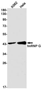 RBMX Antibody in Western Blot (WB)