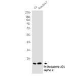 PSMB9 Antibody in Western Blot (WB)
