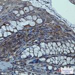 Syntrophin alpha-1 Antibody in Immunohistochemistry (Paraffin) (IHC (P))