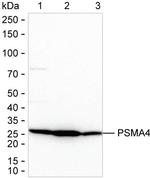 PSMA4 Antibody in Western Blot (WB)