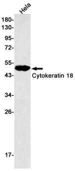 Cytokeratin 18 Antibody in Western Blot (WB)