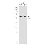 Fyn Recombinant Rabbit Monoclonal Antibody (K01_1R43)