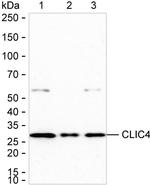 CLIC4 Antibody in Western Blot (WB)
