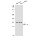 PLSCR3 Recombinant Rabbit Monoclonal Antibody (K01_1W89)