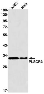 PLSCR3 Antibody in Western Blot (WB)