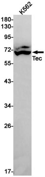 TEC Antibody in Western Blot (WB)
