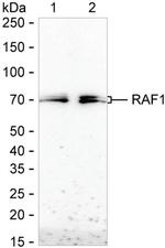 Phospho-c-Raf (Ser259) Antibody in Western Blot (WB)