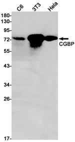 CGBP Antibody in Western Blot (WB)