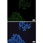 HnRNP Q Recombinant Rabbit Monoclonal Antibody (K01_1S42)