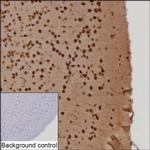 HnRNP Q Antibody in Immunohistochemistry (Paraffin) (IHC (P))