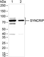 HnRNP Q Antibody in Western Blot (WB)