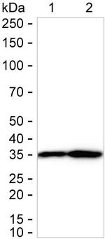 MDH2 Antibody in Western Blot (WB)