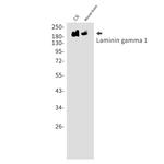 Laminin gamma-1 Antibody in Western Blot (WB)