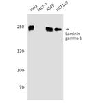 Laminin gamma-1 Recombinant Rabbit Monoclonal Antibody (K01_1T38)