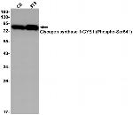 Phospho-GYS1 (Ser641) Antibody in Western Blot (WB)