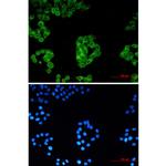 Cytochrome P450 Reductase Recombinant Rabbit Monoclonal Antibody (K01_1Q14)