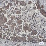 Cytochrome P450 Reductase Antibody in Immunohistochemistry (Paraffin) (IHC (P))