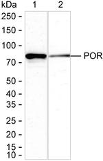 Cytochrome P450 Reductase Antibody in Western Blot (WB)