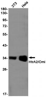 HTRA2 Recombinant Rabbit Monoclonal Antibody (K01_1S62)
