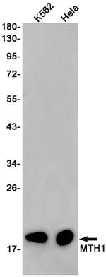 MTH1 Antibody in Western Blot (WB)