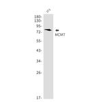 MCM7 Antibody in Western Blot (WB)