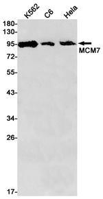 MCM7 Antibody in Western Blot (WB)