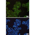 COX1 Recombinant Rabbit Monoclonal Antibody (K01_1P73)