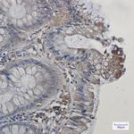 COX1 Antibody in Immunohistochemistry (Paraffin) (IHC (P))