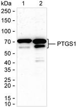 COX1 Antibody in Western Blot (WB)