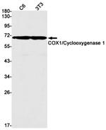 COX1 Antibody in Western Blot (WB)