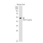 HNF4A Antibody in Western Blot (WB)