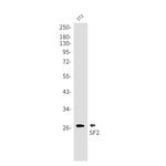 SRSF1 Antibody in Western Blot (WB)