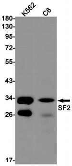 SRSF1 Antibody in Western Blot (WB)
