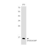 SH2D1A Antibody in Western Blot (WB)