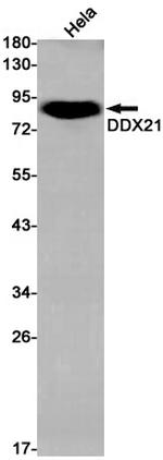 DDX21 Antibody in Western Blot (WB)