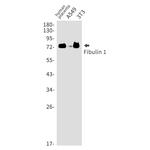 Fibulin 1 Recombinant Rabbit Monoclonal Antibody (K01_1R19)