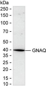 GNAQ Antibody in Western Blot (WB)