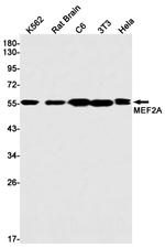 MEF2A Antibody in Western Blot (WB)