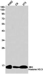 Histone H3.3 Antibody in Western Blot (WB)