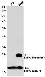 PSMB8 Antibody in Western Blot (WB)